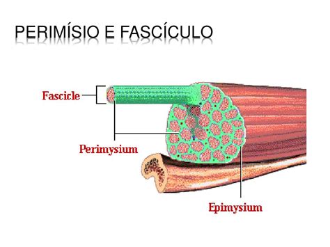 O Que É Um Fascículo Muscular - PPT - Tecido Muscular PowerPoint Presentation, free download - ID:4197800