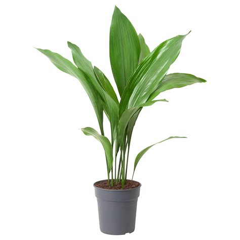 Aspidistra Elatior Augs Pu Upod Di Aspidistra Cm Ikea Latvija