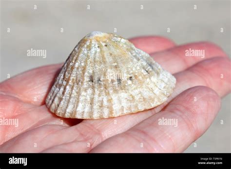 Person Holding Common Limpet Shell Patella Vulgata Stock Photo Alamy