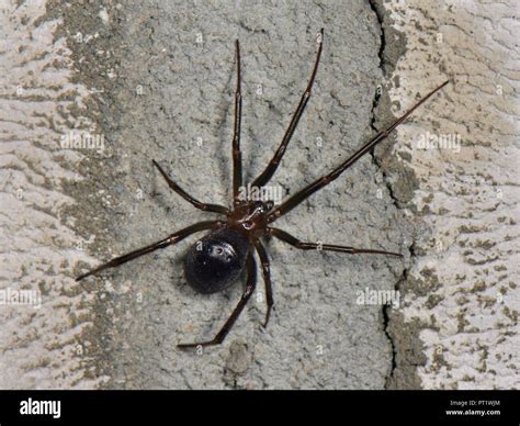 False Black Widow Spider Hi Res Stock Photography And Images Alamy