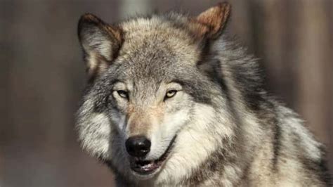 Washington State To Kill Pack Of Endangered Gray Wolves