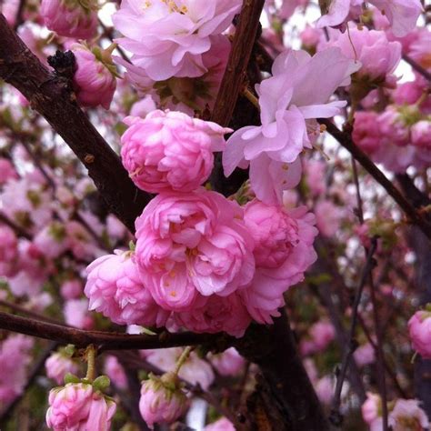 Beautiful Double Flowering Plum Tree