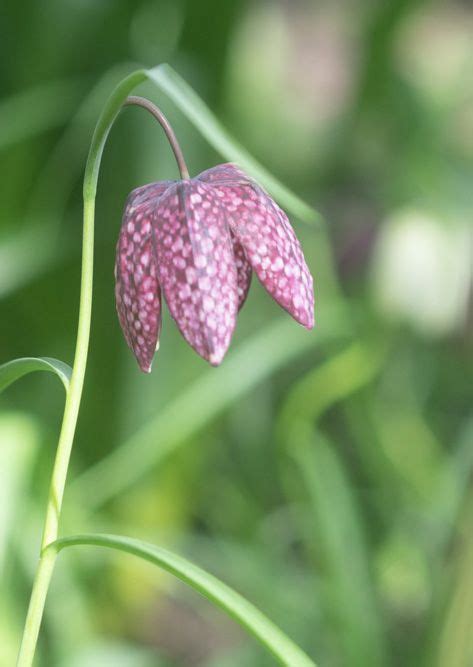 Fritillaria Meleagris Snake S Head Fritillary Bulb Peter Nyssen