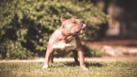 Pitbull Germany Wallpapers - Wallpaper Cave