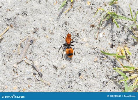 A Harry Female Mutillidae Wingless Wasp or Red Velvet Ant Stock Image - Image of life, ground ...