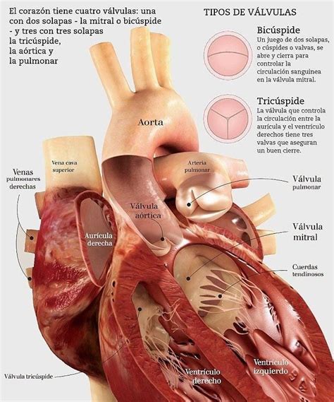 Anatomía del corazón Medicine student Medicine studies Cardiac anatomy