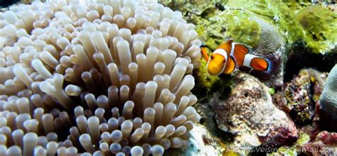 Coral Garden Diving In Boracay