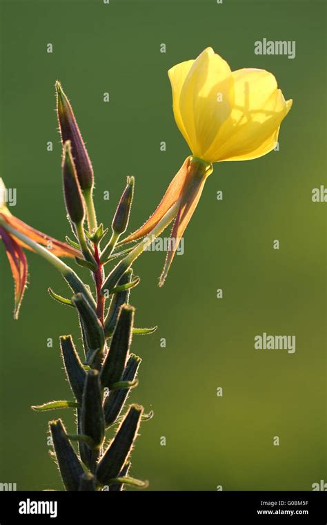 Common Evening Primrose Evening Star Sun Drop Stock Photo Alamy