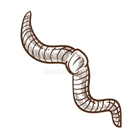 1+ Earthworm outline Free Stock Photos - StockFreeImages