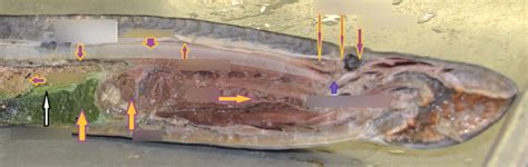 Lamprey Dissection Diagram Quizlet