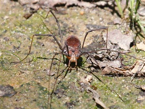 Harvestman Spider Harvestman At Natco Lake Tom Beattie Flickr