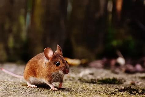 Ternyata Begini Cara Ampuh Mengusir Tikus Yang Tak Mau Pergi Dari Rumah