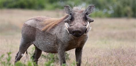 Oakland Zoo Warthog