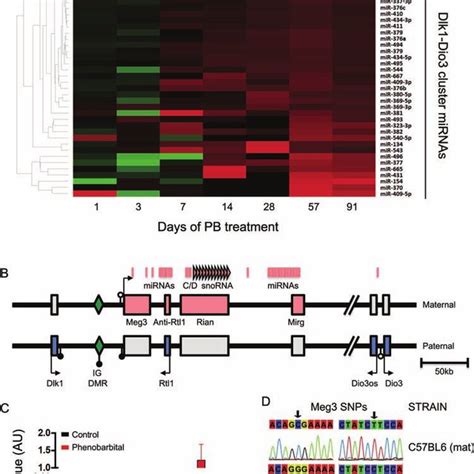 Kinetic Induction Of Mirnas And Lncrnas From The Dlk1 Dio3 Imprinted