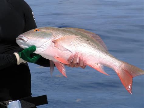 Mutton Snapper Fillets Fresh Caught In Key West And Delivered Overnight