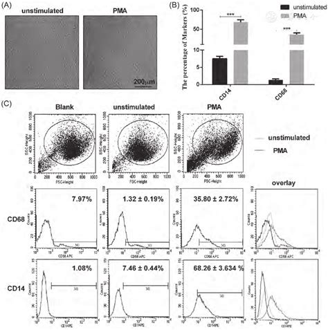 Il Regulates Macrophage Activation In Human Monocytic Thp Derived