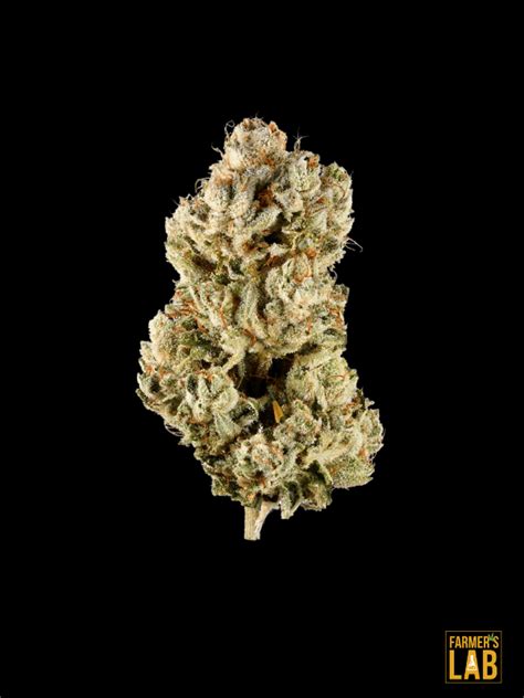 Buy Gorilla Glue 4 Fast Version Seeds