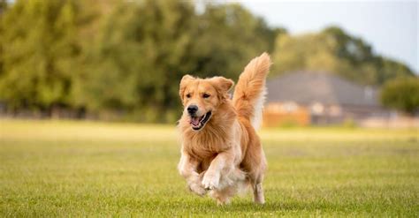 How To Handle Your Hyperactive Dog