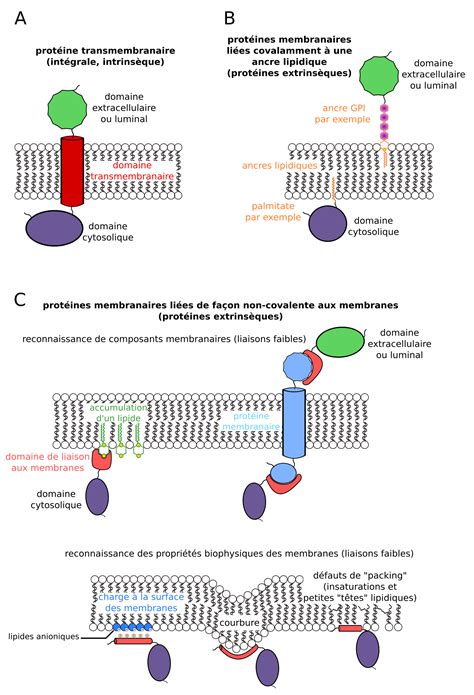 Les Membranes Biologiques Des Structures Dynamiques Planet Vie