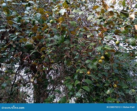 Indian Fruits Ber Jujube On Tree Stock Photo Image Of Indian Healthy