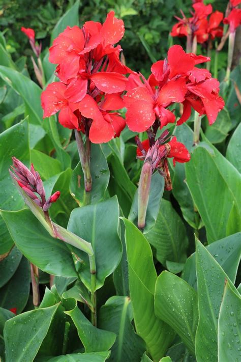 Cannas Flowers