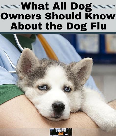 Pin On Dog Health