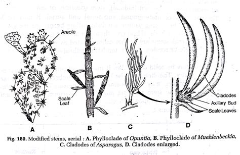 Botanica Morphology Of Stem