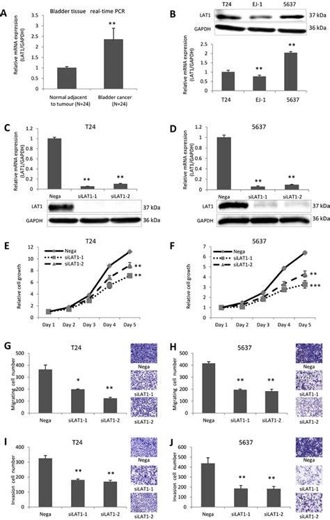 Expression Of LAT1 In BC Tissue And Cells And Functional Significance