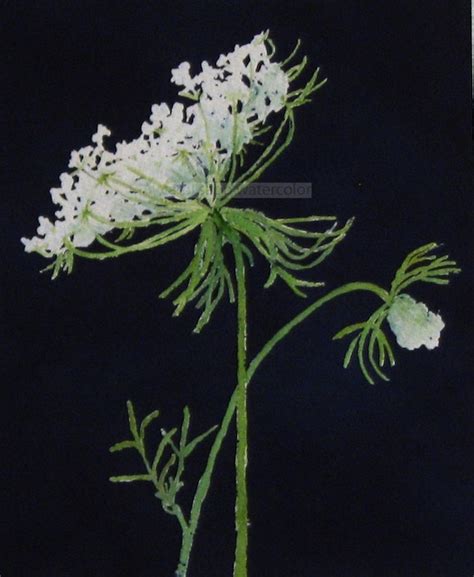 Queen Annes Lace Watercolor Archival Print