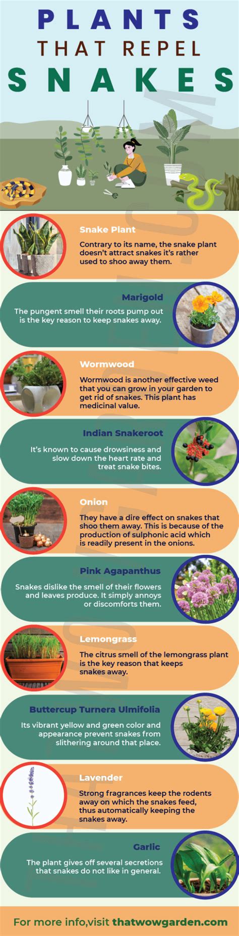 Best Plants That Repel Snakes Thatwowgarden