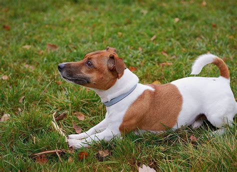 Jack Russell Training Home Visits in Greater Manchester