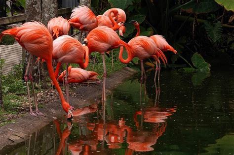 Flamingo Gardens: General Admission Ticket | Undercover Tourist