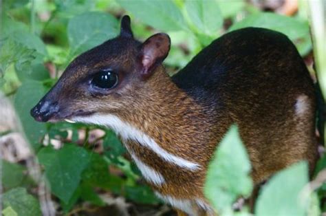 Mammals of Malaysia