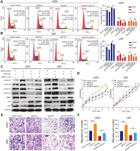 The Hnf A Chpf Pathway Promotes Proliferation And Invasion Through