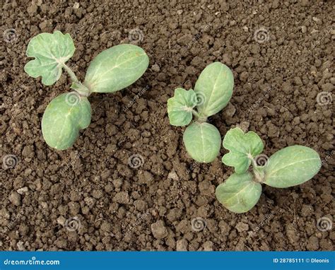 Watermelon Seedlings Stock Image Image Of Spring Country 28785111