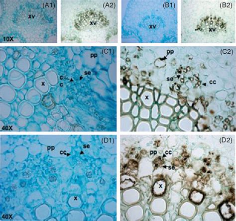 Figure From Expression Of An Arabidopsis Vacuolar H Pyrophosphatase