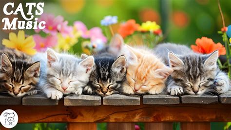 Music To Soothe Your Anxious Cat Cat Music For Deep Relaxation And