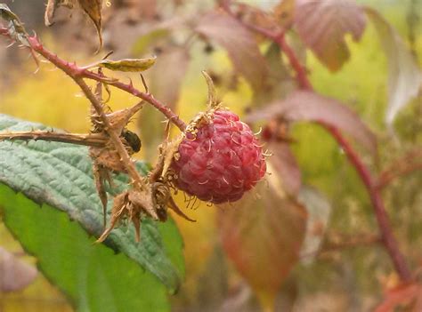 Free Images Tree Nature Branch Blossom Fruit Berry Leaf Flower