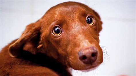 El Perrito Con Los Ojos Más Tristes Del Mundo Youtube