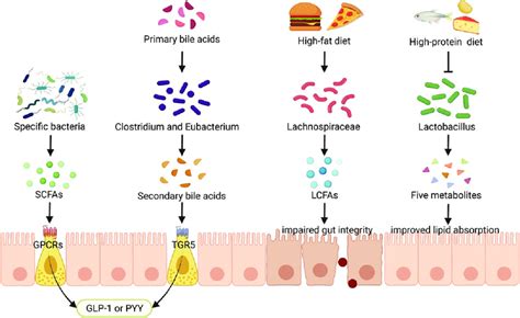 Intestinal Microbial Metabolites Influence Host Metabolism Download