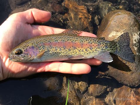 Native Trout Fly Fishing Pit River Redband Trout