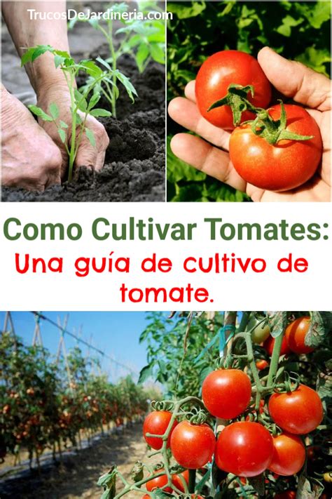 Como Cultivar Tomates Consejos Para Cultivar Tomates Plantas De