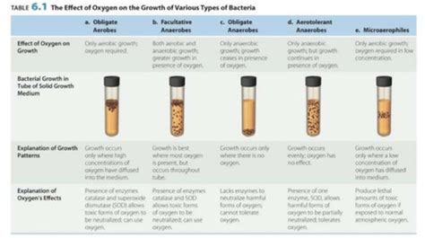 EXAM 2 Bacteriology Flashcards Quizlet