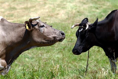 Farm scene - two cows stock photo. Image of grass, food - 5536668