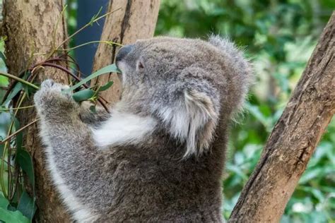 Do Koalas Eat Anything Besides Eucalyptus? [A Guide] - Cool Wood ...