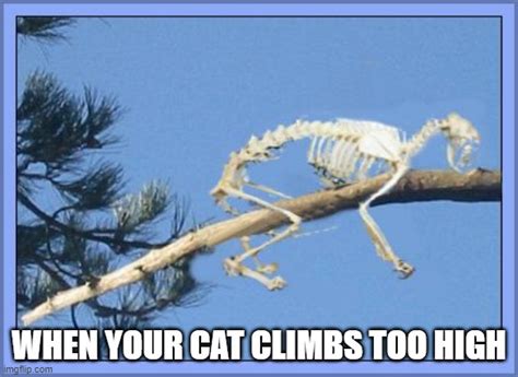 25 Skeleton Memes That Will Tickle Your Funny Bone Funny