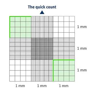 Manual Cells Counting With Hemocytometer Improved Neubauer Off