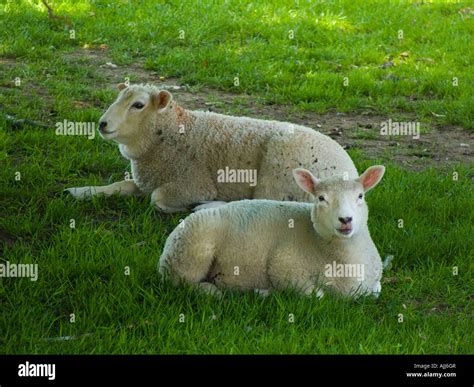sheep  res stock photography  images alamy