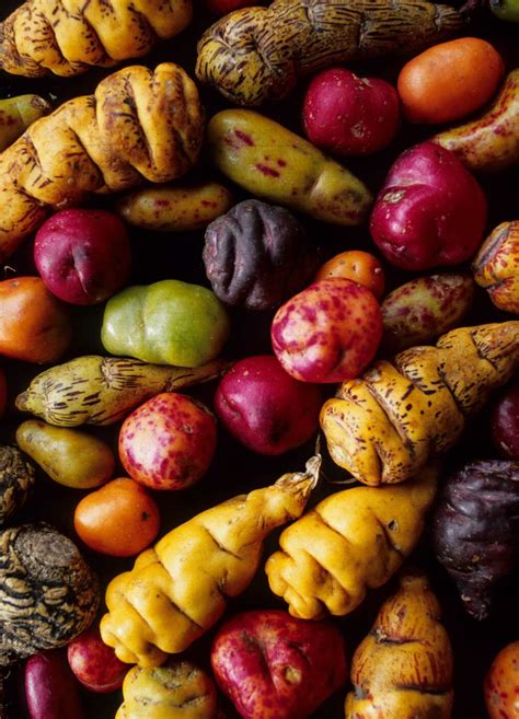 Maca Nutritional Value: Is Maca a Magic Root?