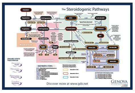 Steroidogenic Pathways Chart